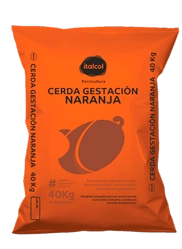 Cerda gestación naranja, Italcol