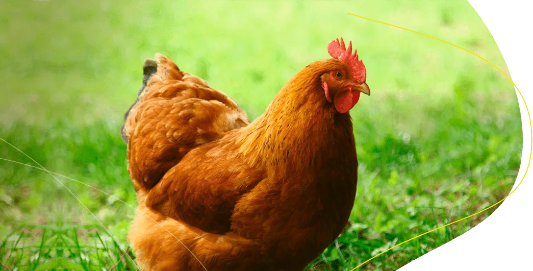 alimento para gallinas reproductoras